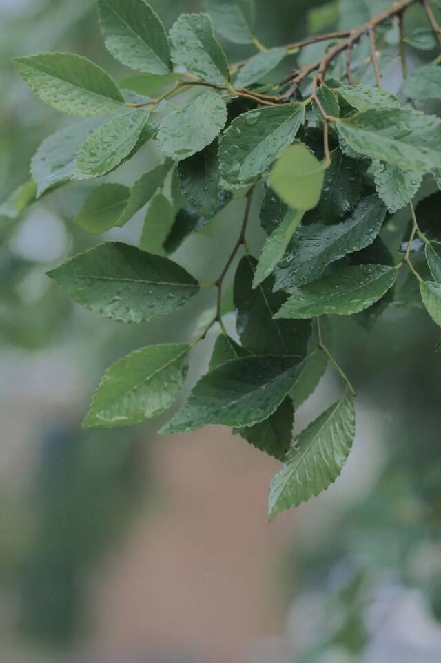 四月微风初乍起，和我一起“走谷雨”