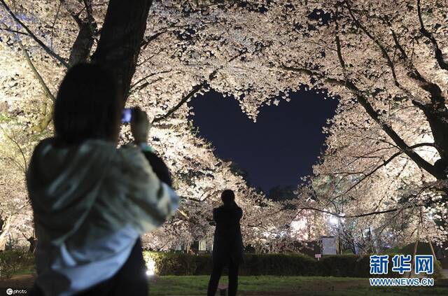 当地时间4月19日，日本青森弘前市，弘前公园里樱花盛放，吸引游客赏花。（图片来源：东方IC）