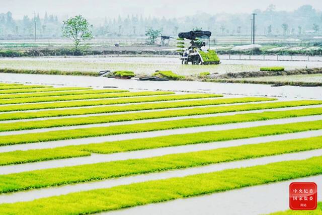 浙江省衢州市柯城区万田乡的田野里，当地农村民正在抢抓农时插秧。（浙江省衢州市柯城区纪委监委供许军摄）