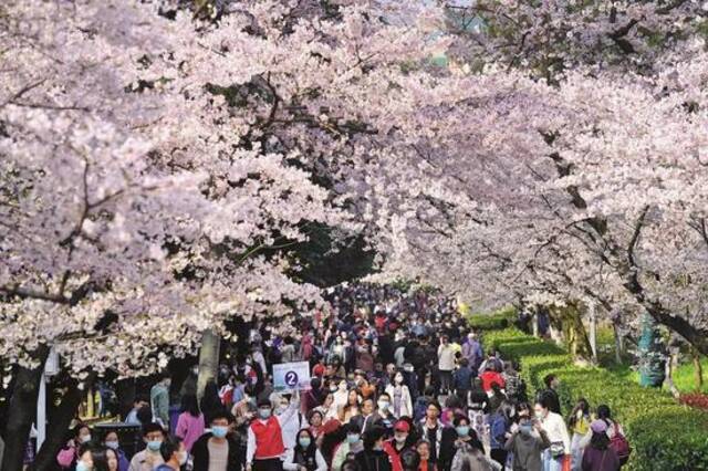 ·2021年3月14日，在武汉大学樱花大道下赏花的人群。