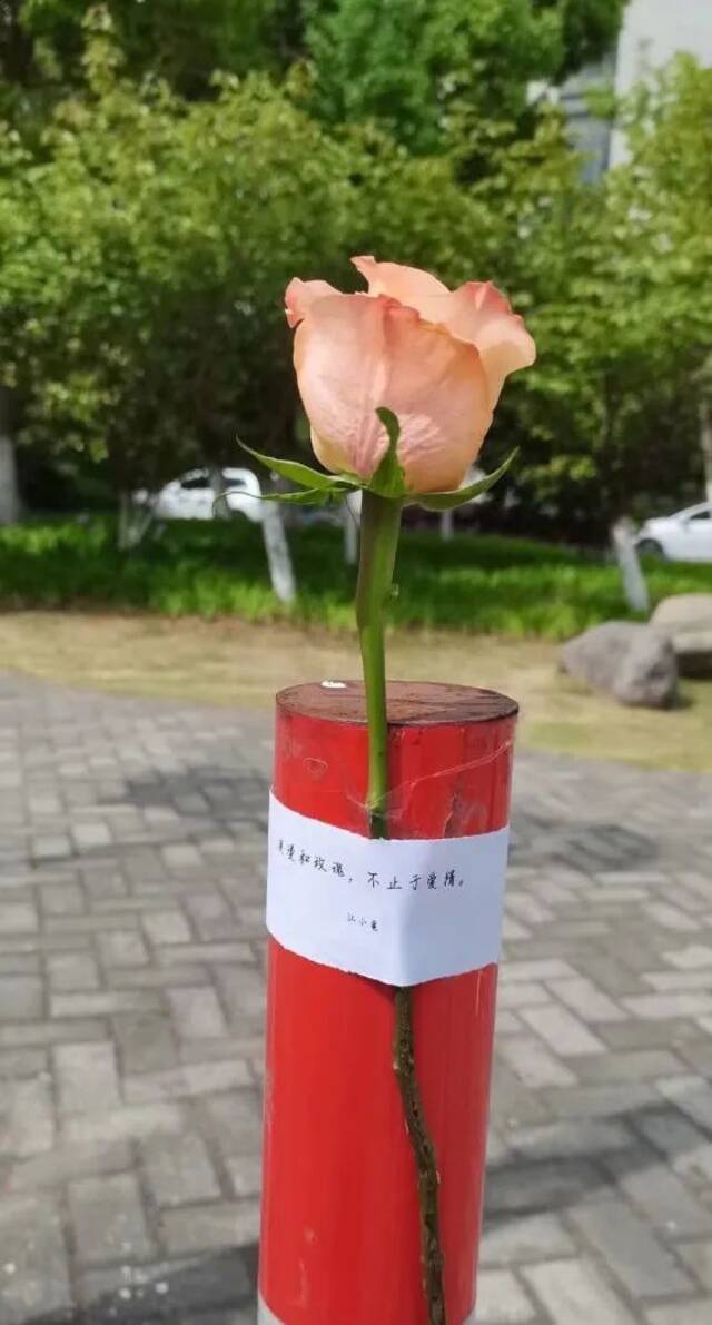 火了！江南“应急玫瑰”，这也太浪漫了！