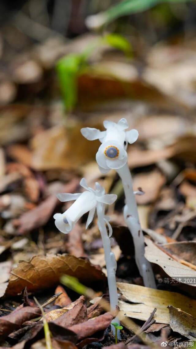 杭州发现罕见幽灵草，神似“豌豆射手”