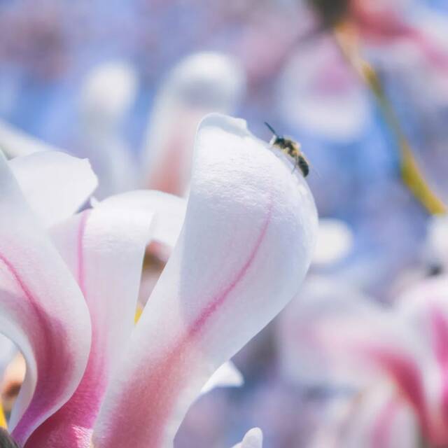 教你识花！法大春日赏花图鉴