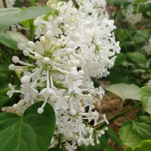 教你识花！法大春日赏花图鉴