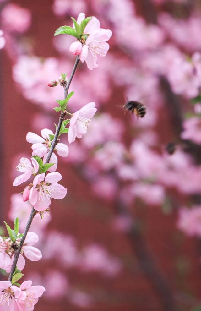 教你识花！法大春日赏花图鉴