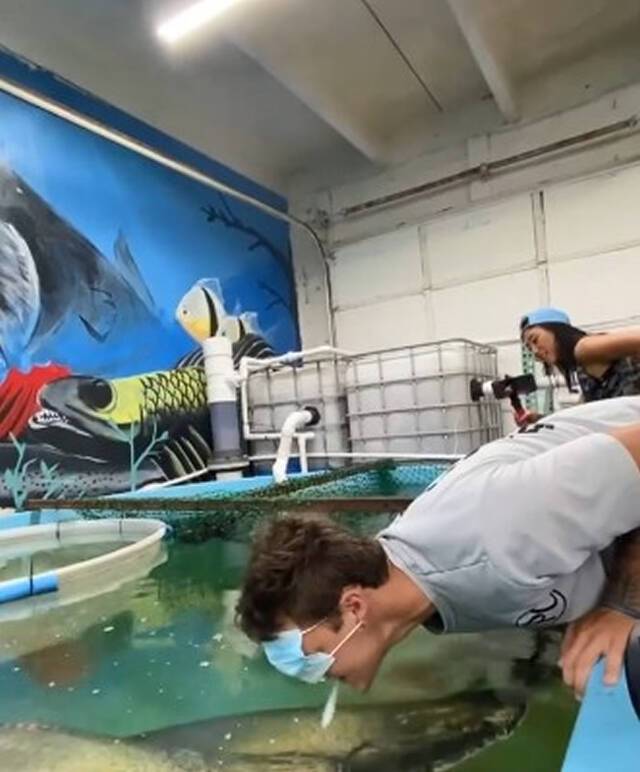 网红PaulCuffaro到水族馆用嘴喂巨骨舌鱼瞬间被撞头掉进缸里沉没