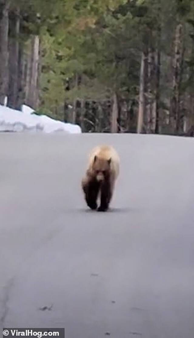 美国男子在怀俄明州大蒂顿国家公园跑步时遇到饥饿黑熊冷静倒退走1公里脱身