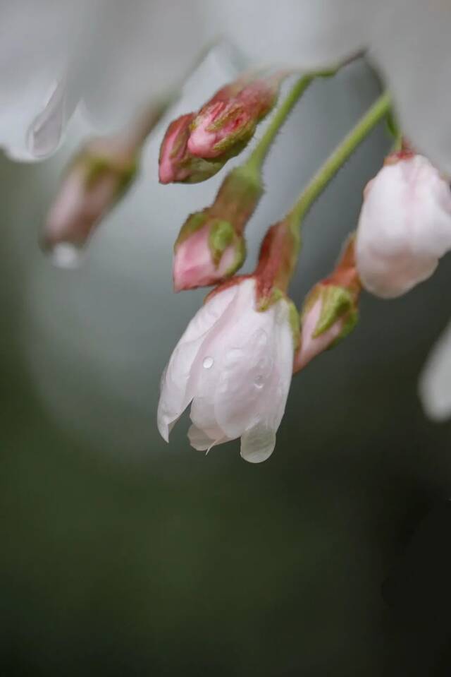 华师限定！风里雨里，“蓝”友陪你~