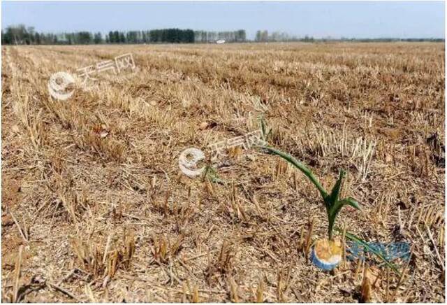 2021年3月，云南玉溪遭遇严重干旱，全市38.18万亩农作物受灾。图/天气网