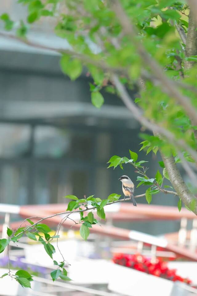 谷雨无雨，诗意化霖，送你这些关于春天的诗