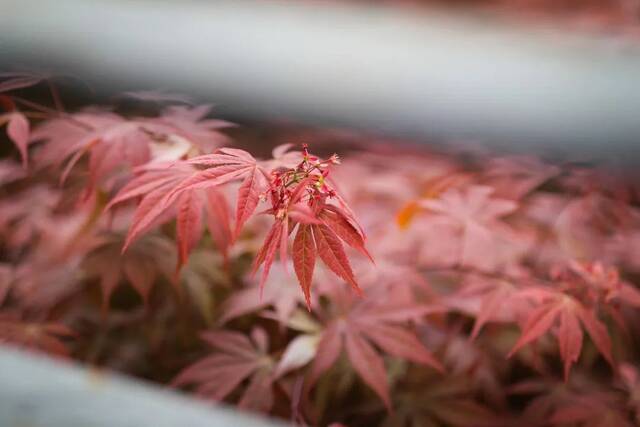 谷雨无雨，诗意化霖，送你这些关于春天的诗