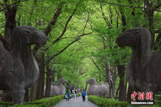 2020年4月22日，游客走在南京紫金山明孝陵石象路上，这一年世界地球日的宣传主题为“珍爱地球人与自然和谐共生”。中新社记者泱波摄