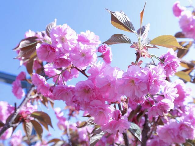 山大植物图鉴丨花儿是春天的信使