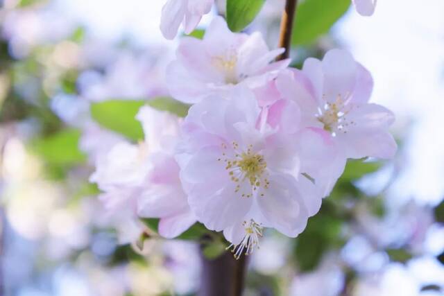 山大植物图鉴丨花儿是春天的信使