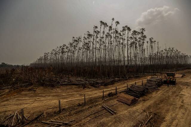 ↑这是2019年8月25日在巴西亚马孙地区乌迈塔拍摄的被火灾破坏的桉树林。新华社发（加夫列拉摄）