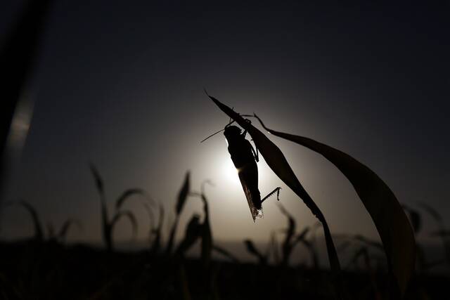 ↑近年来，东非、中东、南亚多地遭受大规模蝗灾。这是2020年10月24日，蝗虫在也门阿姆兰省的田间啃食庄稼。新华社发（穆罕默德摄）