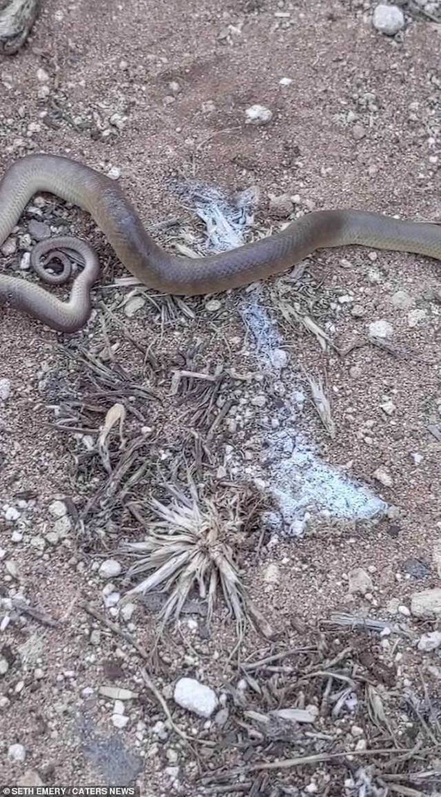 澳洲剧毒拟眼镜蛇遭一只巨型蚂蚁攻击痛苦滚地甩不开紧咬的大颚
