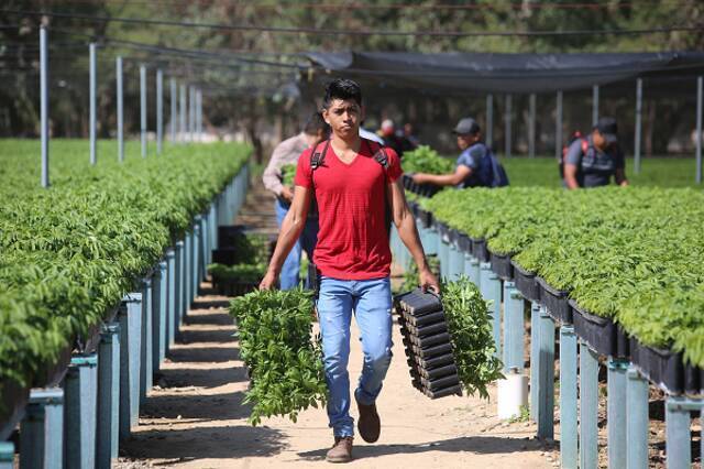 墨西哥总统提议中美洲移民“植树换绿卡” 美方反应冷淡
