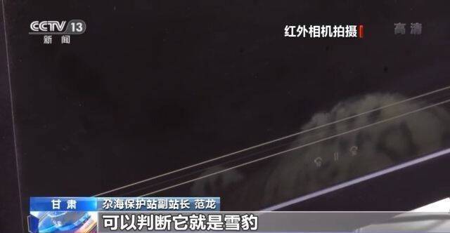 “大猫”出没！甘肃尕海则岔保护区连续三年发现雪豹踪迹