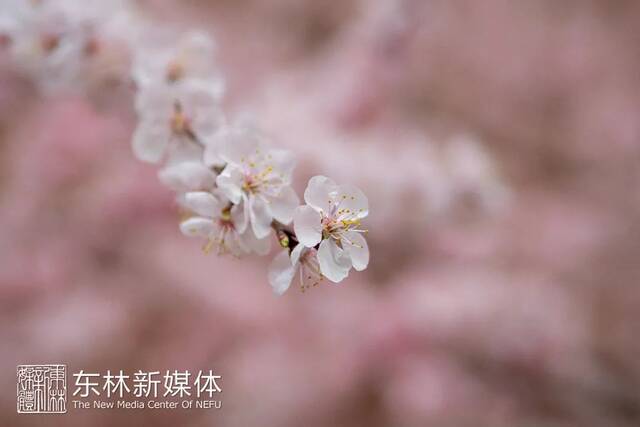 东林春花首发，邀赴人间惊鸿宴！