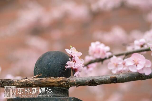 东林春花首发，邀赴人间惊鸿宴！