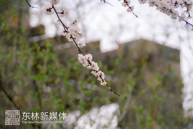 东林春花首发，邀赴人间惊鸿宴！