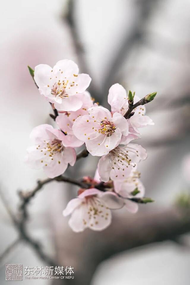 东林春花首发，邀赴人间惊鸿宴！