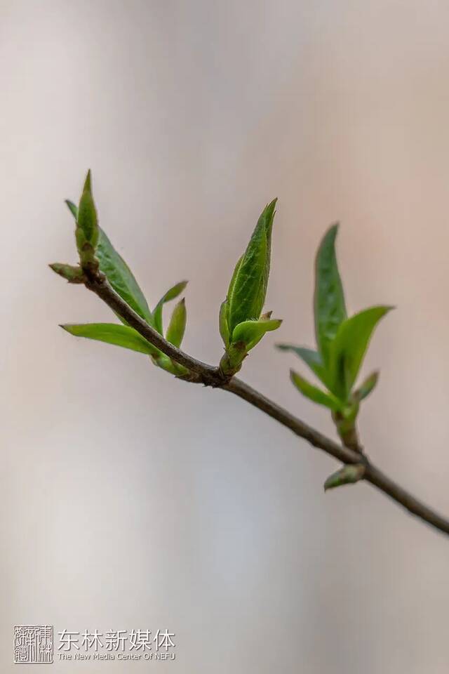 东林春花首发，邀赴人间惊鸿宴！