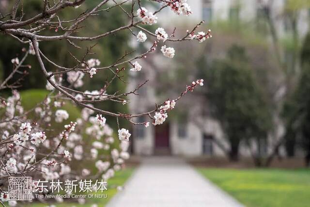 东林春花首发，邀赴人间惊鸿宴！