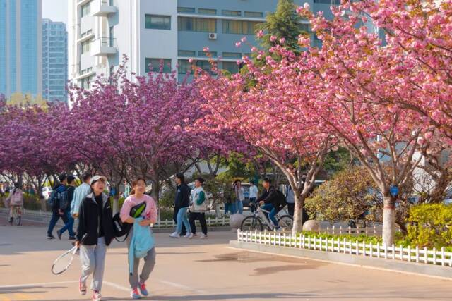 今天，我们一起在石大春景中漫步