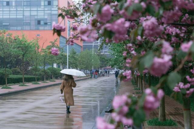 今天，我们一起在石大春景中漫步