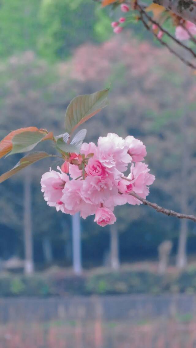 壁纸  把东华理工的美好藏在手机里