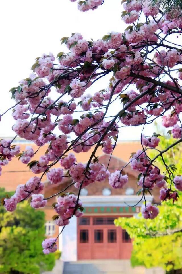 一场春雨过后，青岛理工就美得“不像话”