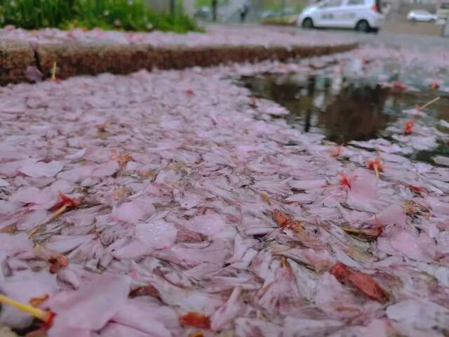 一场春雨过后，青岛理工就美得“不像话”