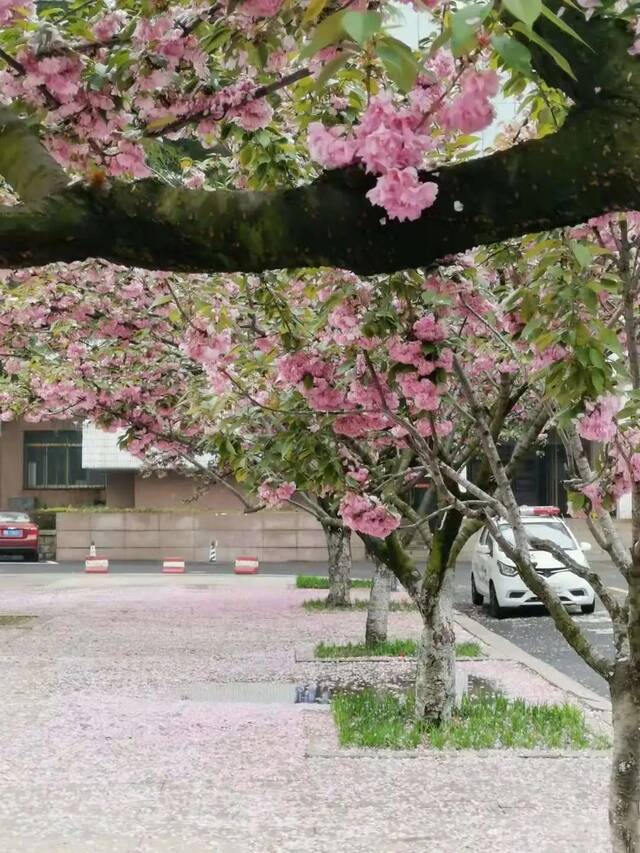 一场春雨过后，青岛理工就美得“不像话”