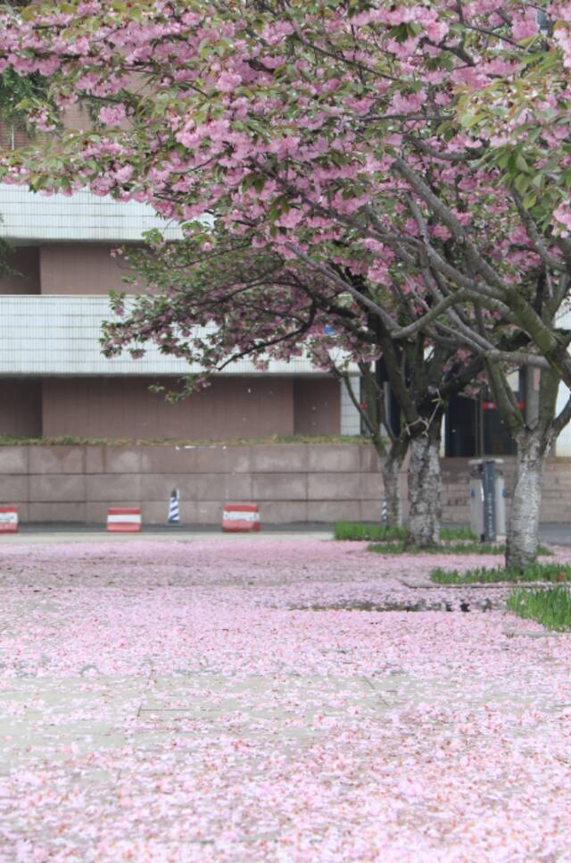 一场春雨过后，青岛理工就美得“不像话”