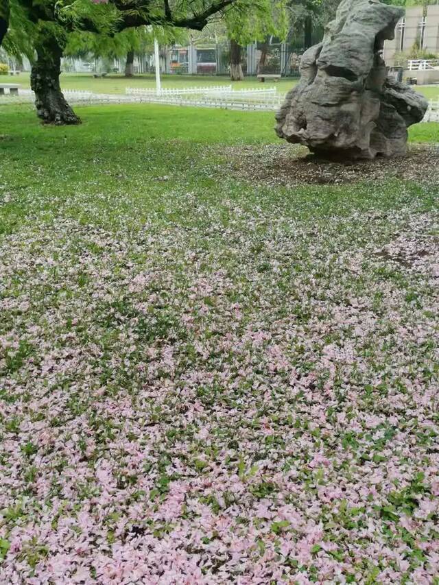 一场春雨过后，青岛理工就美得“不像话”