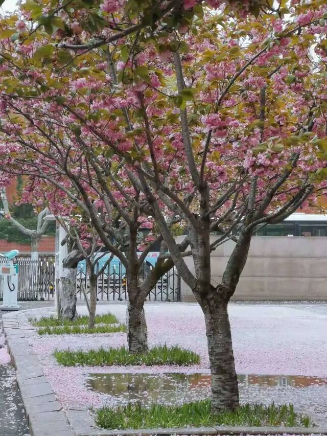 一场春雨过后，青岛理工就美得“不像话”