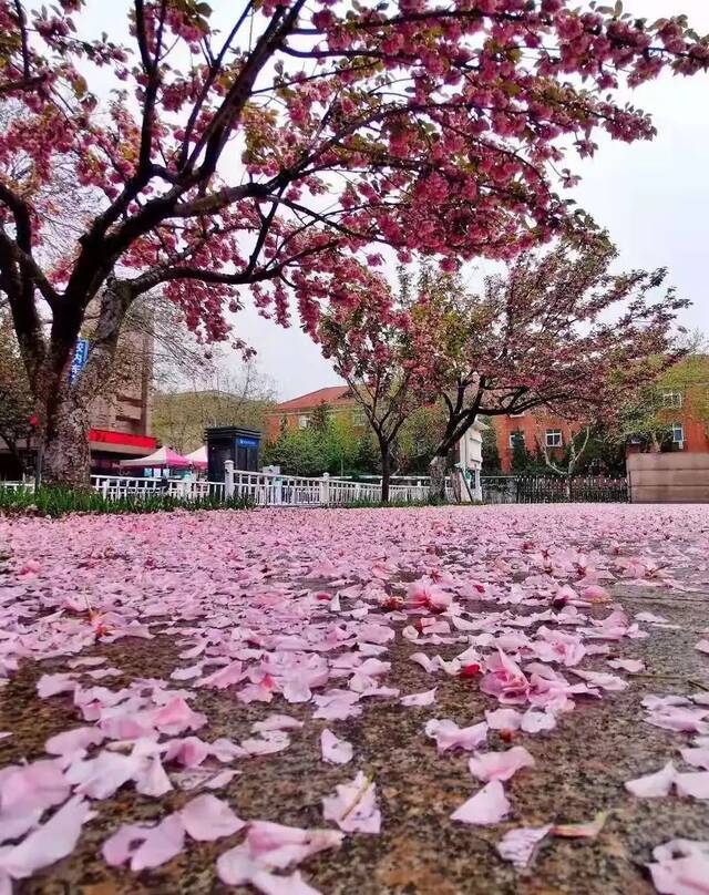 一场春雨过后，青岛理工就美得“不像话”