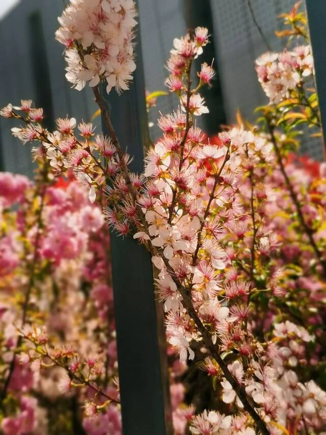 一场春雨过后，青岛理工就美得“不像话”