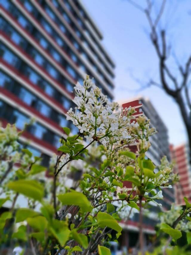 一场春雨过后，青岛理工就美得“不像话”