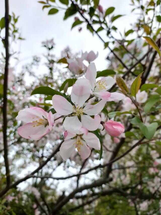 一场春雨过后，青岛理工就美得“不像话”