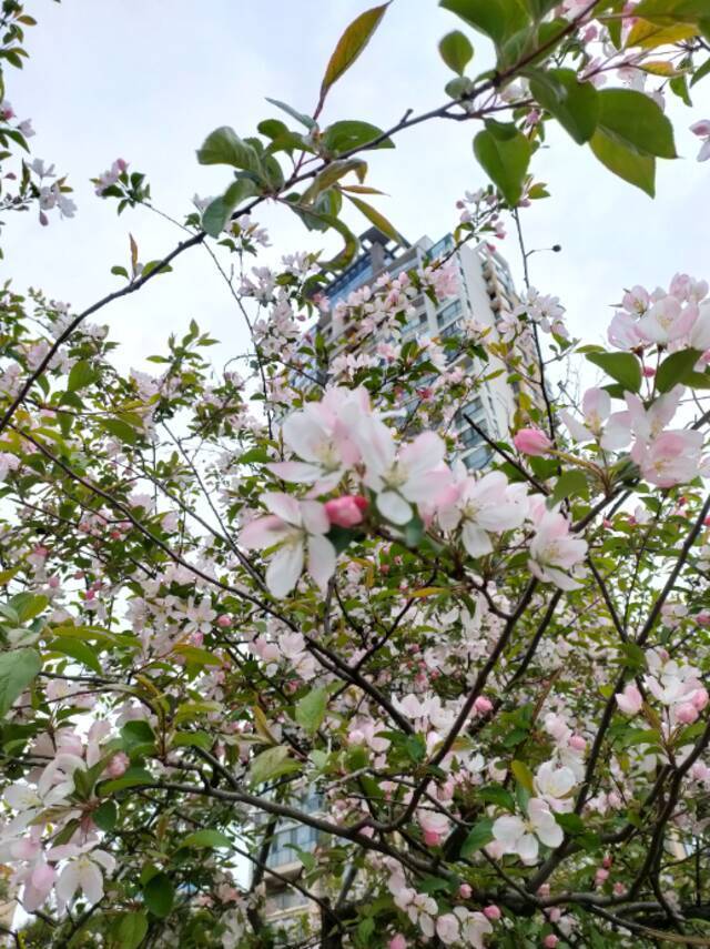 一场春雨过后，青岛理工就美得“不像话”