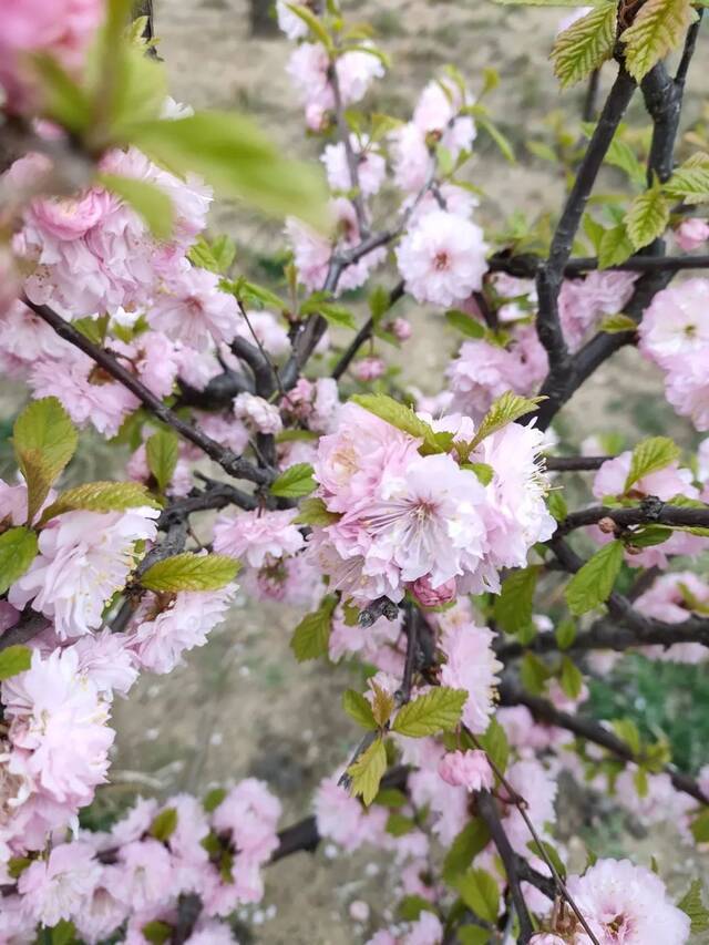 一场春雨过后，青岛理工就美得“不像话”