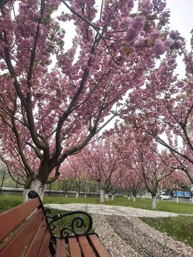 一场春雨过后，青岛理工就美得“不像话”