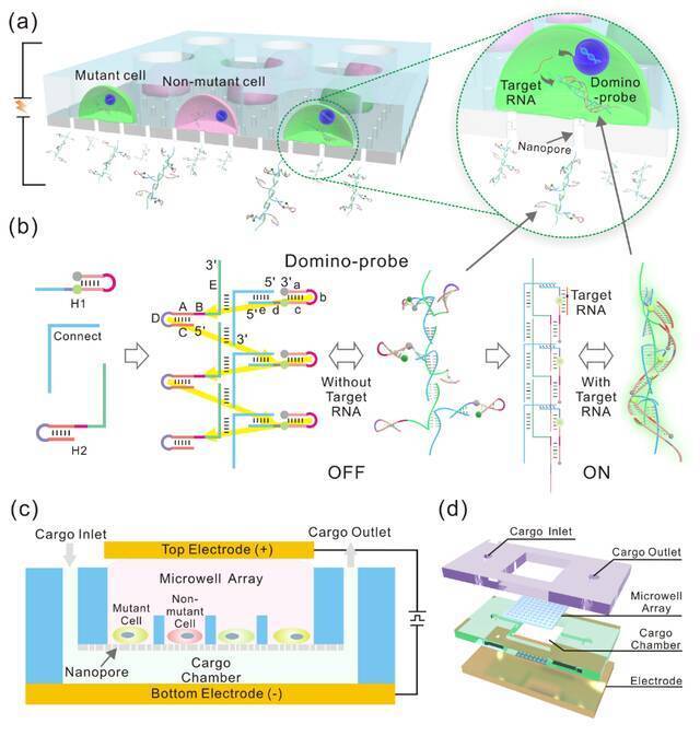 30分钟解析癌细胞基因突变！北航常凌乾教授课题组研发新型单细胞纳米生物芯片