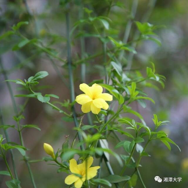 春日，你和湘大“校花”合影了吗？