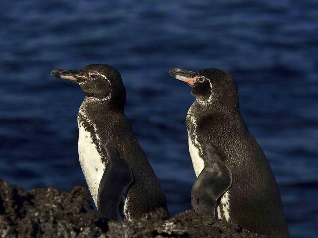 资料图片：生活在加拉帕戈斯群岛的加岛环企鹅。（加拉帕戈斯国家公园供图）