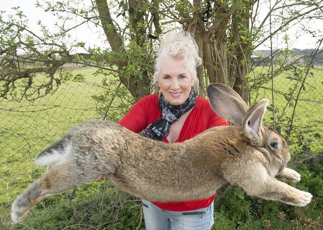 英国曾荣获健力士世界记录认证的“全球最巨型”兔子Darius被盗主人悬赏2000英镑寻兔