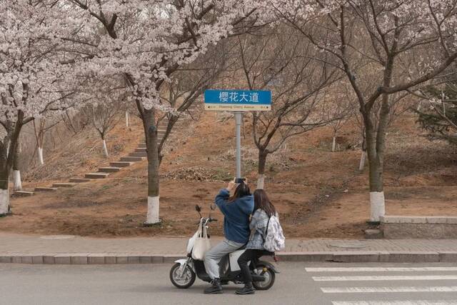 海大的春天，也太好看了！